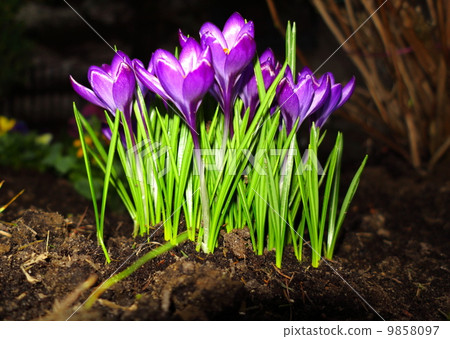 First spring flowers purple crocuses 9858097