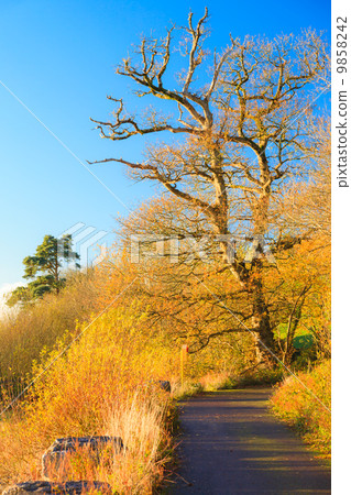 Beautiful landscape. Autumn Pathway Co.Cork, Ireland. 9858242