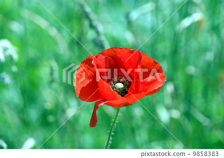 poppy flower 9858383