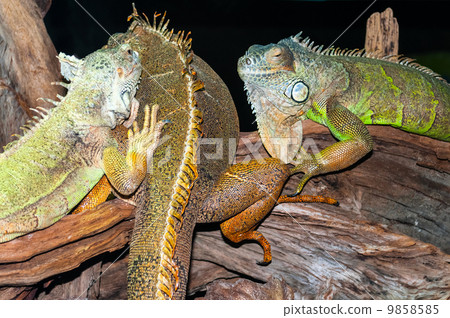 Green iguanas on tree branches Green iguanas on tree branches 9858585