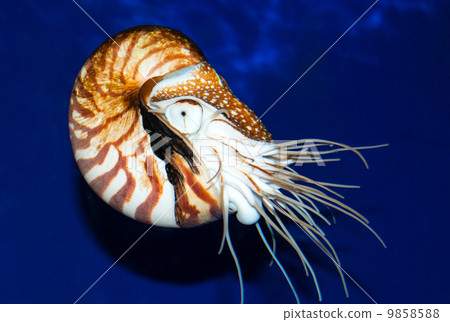 Nautilus sea shell  9858588