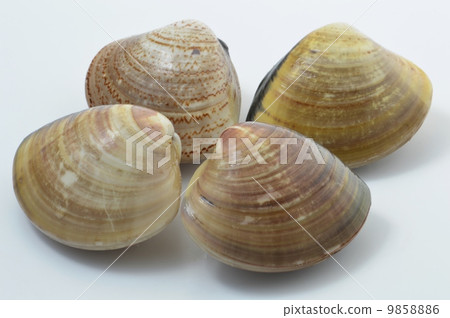 Clam Clam 9858886
