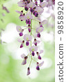 Kuju wisteria flower 9858920