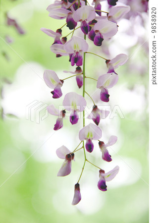 Kuju紫藤花 Kuju紫藤花 9858920