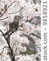 Brown faced with cherry blossoms 9858921