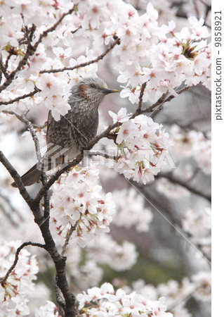 Brown faced with cherry blossoms Brown faced with cherry blossoms 9858921