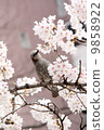 Close-up bulbled brown cherry blossoms 9858922