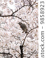 Cherry blossoms and brown eyes 9858923