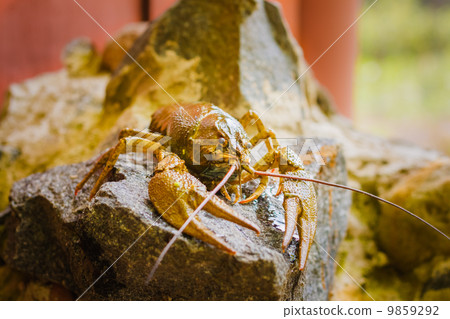 Crawfish On Stone 9859292