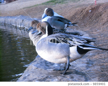 Ina from the park at the Inage Park is a break with a sunset 9859401