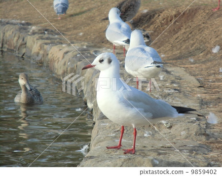 Yurikome to rest for Yuu Fei 9859402