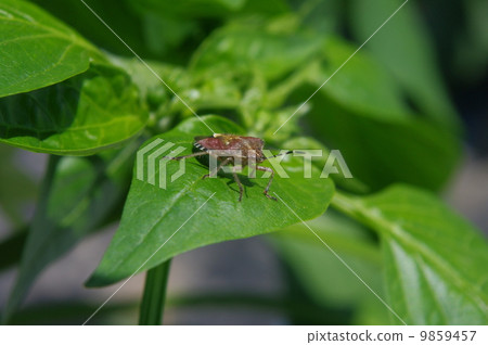 Bell pepper leaves and bugs 9859457