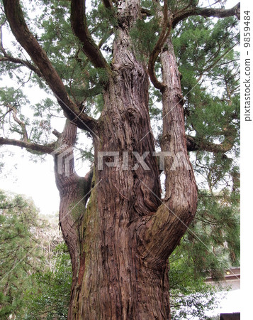 Wakasa Hikobusha Shimosa / Wakasa Hime Shrine的Millennium Cedar 9859484
