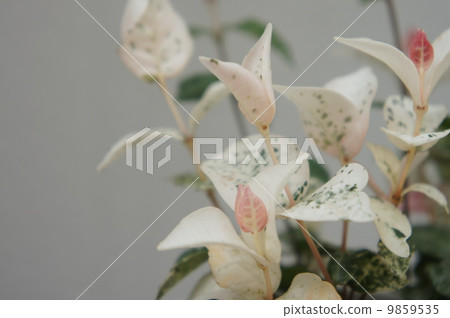 Goshikikazura Goshikikazura 9859535