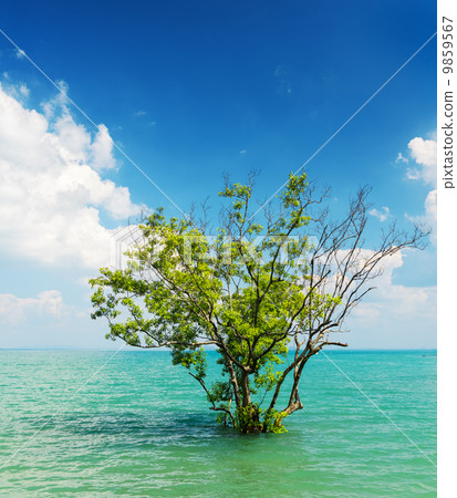 Tree growing in the water Tree growing in the water 9859567