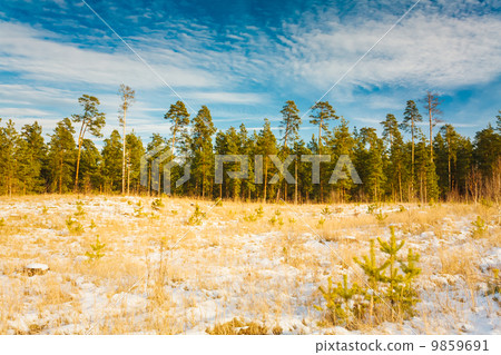 First Snow Covered The Dry Yellow Grass In Forest 9859691