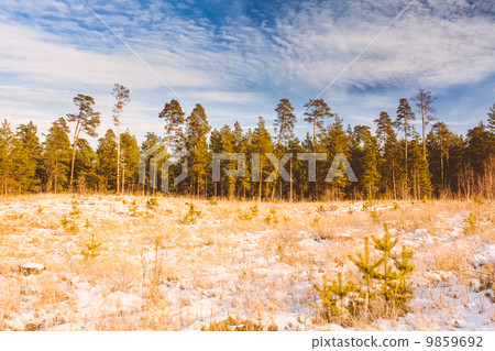 First Snow Covered The Dry Yellow Grass In Forest 9859692
