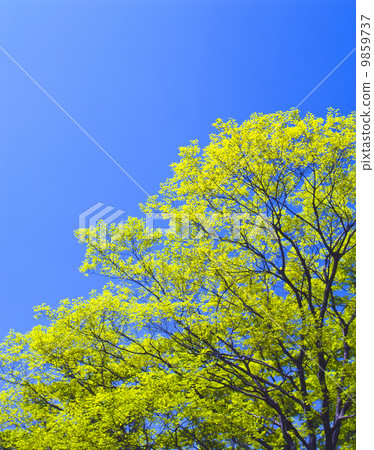 Senjyu Shrine's Jozenji Temple 9859737