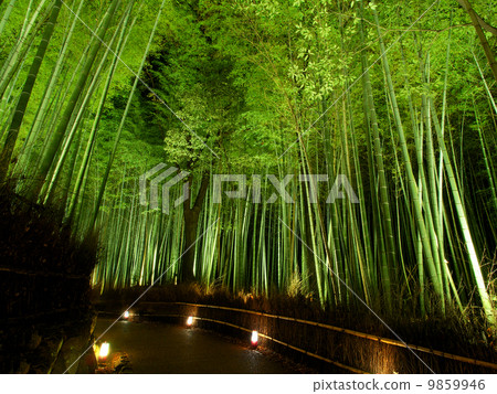 Arashiyama Flower Light Road Bamboo Road 9859946