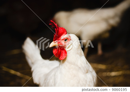 White Chicken Looking Out Of The Barn White Chicken Looking Out Of The Barn 9860195