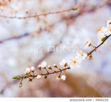 Branch With White Blossoms Branch With White Blossoms 9860226