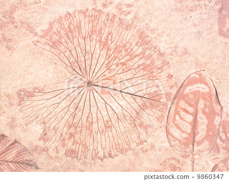 marks of leaf marks of leaf 9860347