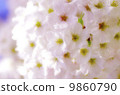 SAKURA 1 SAKURA 1 9860790