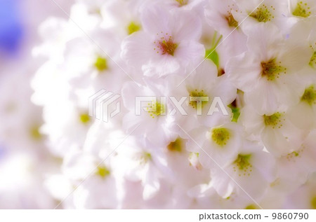 SAKURA 1 SAKURA 1 SAKURA 1 SAKURA 1 9860790