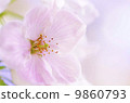SAKURA 4 SAKURA 4 9860793