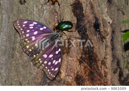 蝴蝶湯 - Omurasaki♀〜 蝴蝶湯 - Omurasaki♀〜 9861089