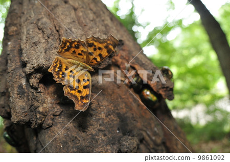 悶悶不樂的蝴蝶~Kitatteha~ 9861092