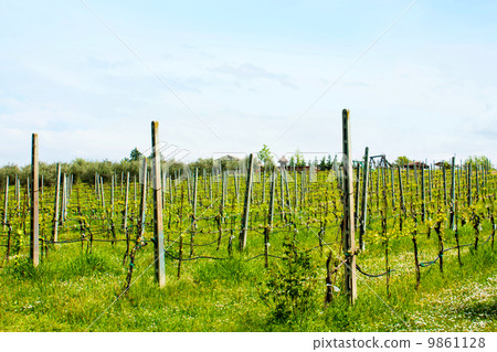 酒領域葡萄園意大利 酒領域葡萄園意大利 9861128