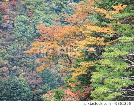Azusagawa山谷的黃昏 9861236