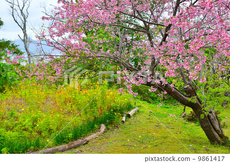 櫻花盛開的風景 櫻花盛開的風景 9861417