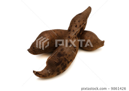 Yacon - Smallanthus sonchifolius Yacon - Smallanthus sonchifolius 9861426
