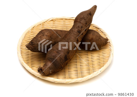 Yacon - Smallanthus sonchifolius 9861430