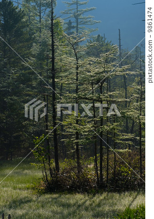 Morning of Tashiro Mire 9861474