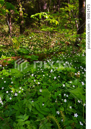 Ninlings社區 - 銀蓮花屬flaccida Ninlings社區 - 銀蓮花屬flaccida 9861475