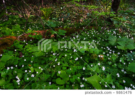 Ninlings社區 - 銀蓮花屬flaccida 9861476