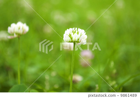 White tuna in bright sunny meadow 9861489