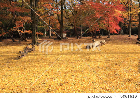 Kyoto Kyoto Imperial Mother and Child's Forest 9861629
