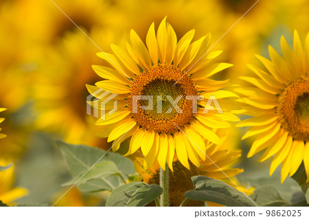 向日葵田 9862025