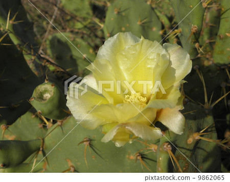 仙人掌花 仙人掌花 9862065