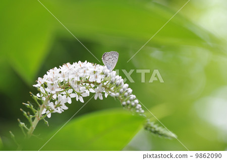 Yamato Shizimi 9862090