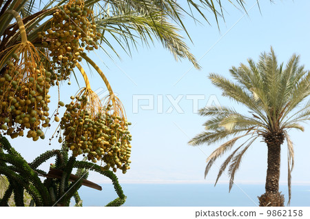 Oasis on the shore of the Dead Sea Oasis on the shore of the Dead Sea 9862158