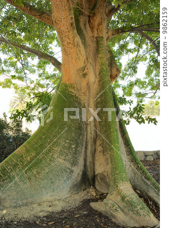 Ceiba pentandra Ceiba pentandra 9862159