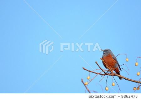 Sea bulbul Sea bulbul 9862475