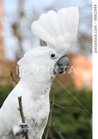 Sulphur-crested Cockatoo Parrot  looking at you 9862844