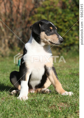 Adorable puppy of Collie Smooth in the garden Adorable puppy of Collie Smooth in the garden 9862845