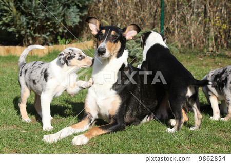 Bitch of Collie Smooth with its puppies lying in the garden 9862854